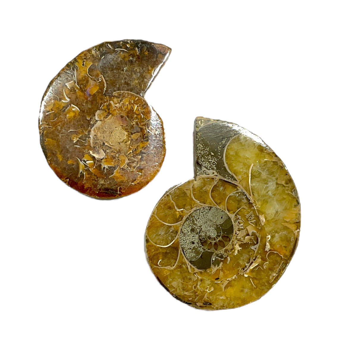 Duo fossile d'ammonite - Foliesbijoux