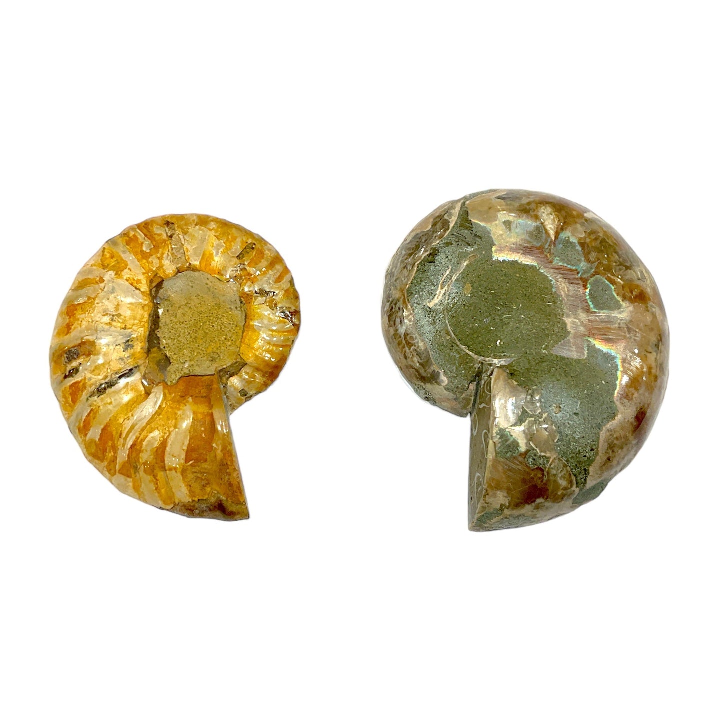 Duo fossile d'ammonite - Foliesbijoux
