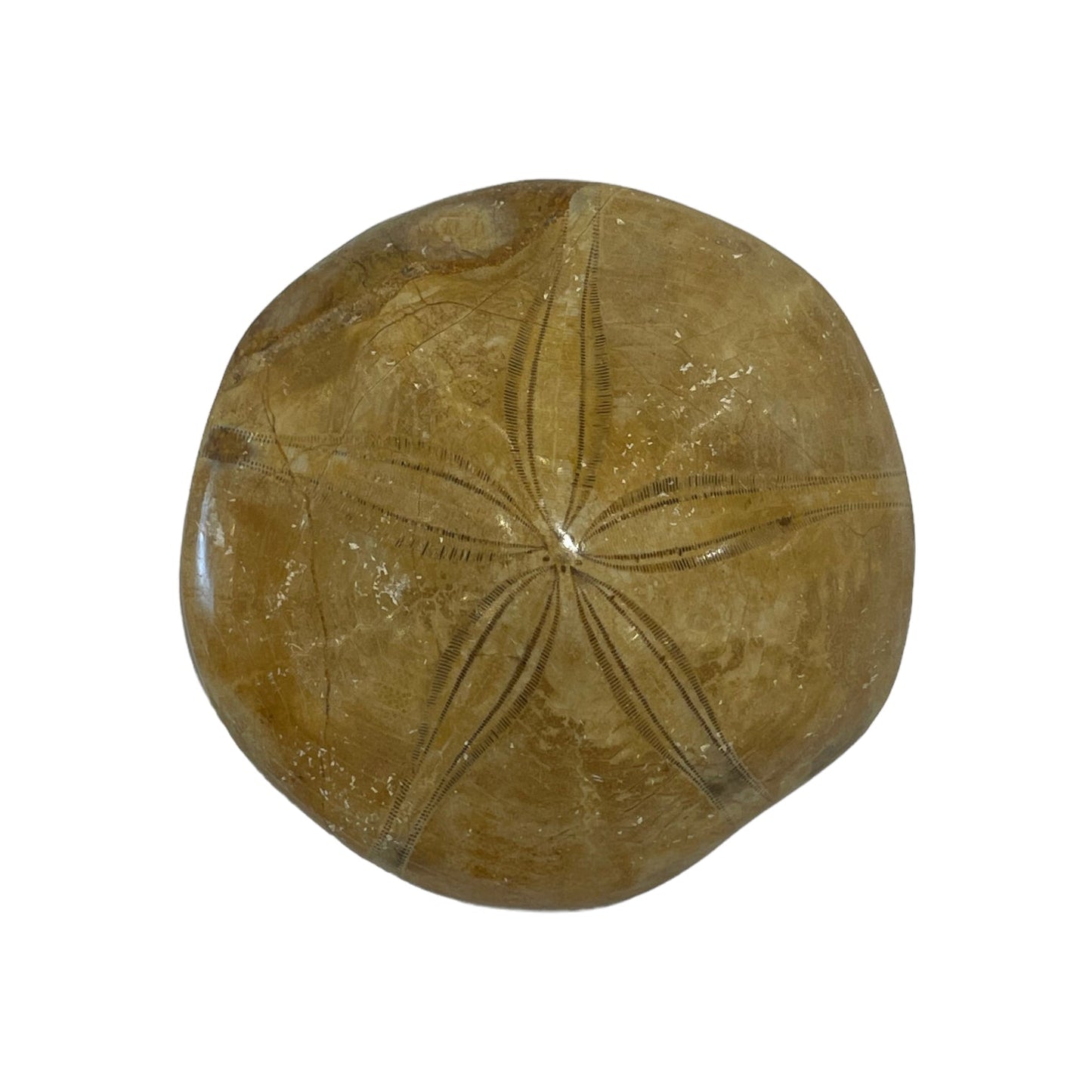 Oursin fossilisé - Foliesbijoux