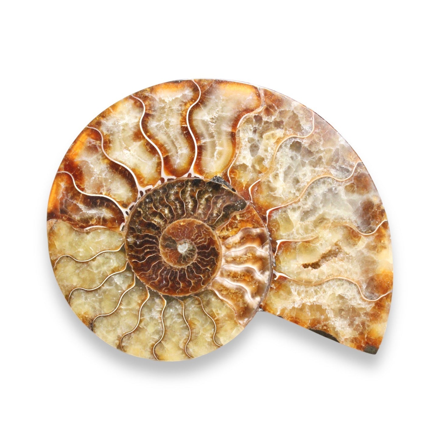 Face de Fossile d'ammonite poli à l'unité - Foliesbijoux