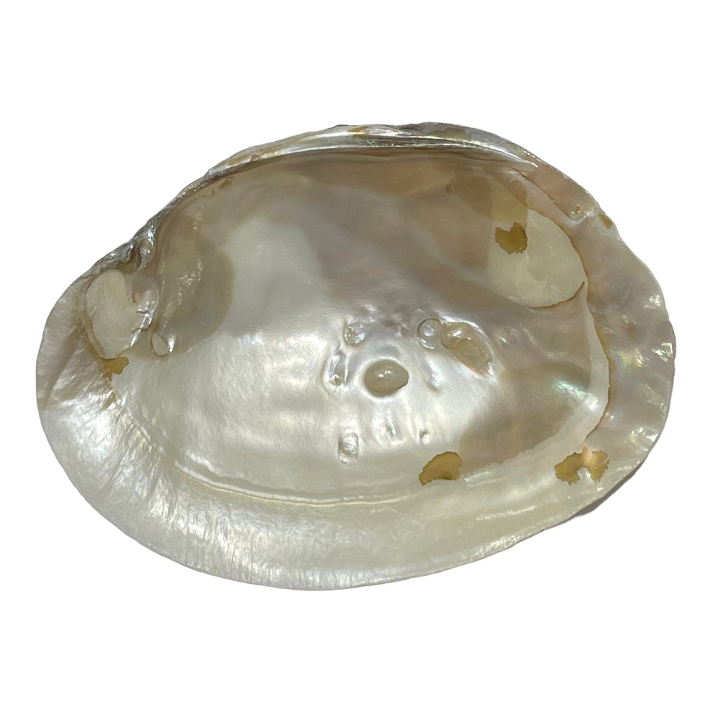 Coquille d'huitre perlière - Foliesbijoux