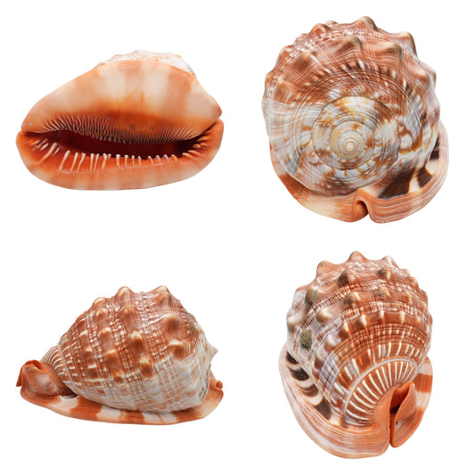 Coquillage Cassis rufa de Madagascar foncé 14x8x9 cm (symbole de fertilité, abondance & sérénité)