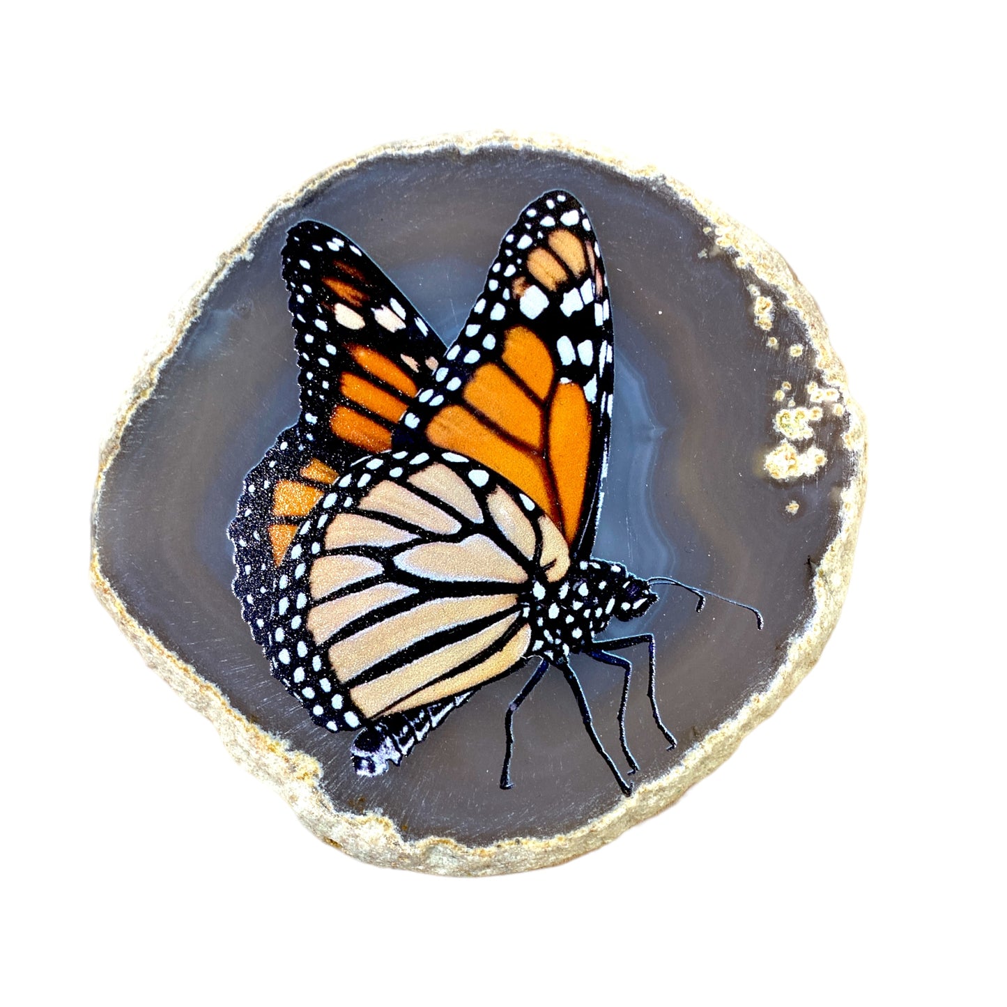 Plaque en Agate Botswana avec imprimé papillon