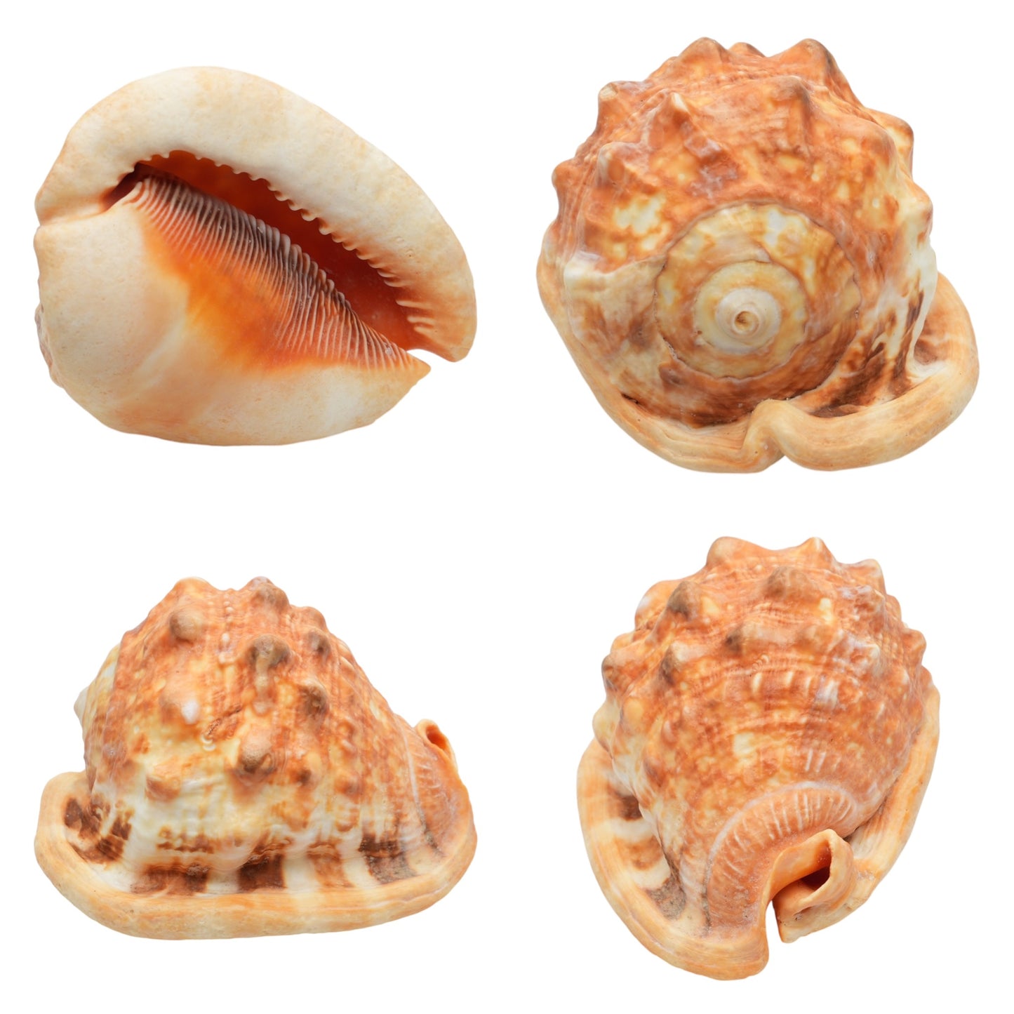 Coquillage Cassis rufa de Madagascar claire 14x8x9 cm (symbole de fertilité, abondance & sérénité)