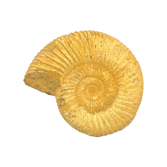 Fossile d'ammonite non poli à l’unité