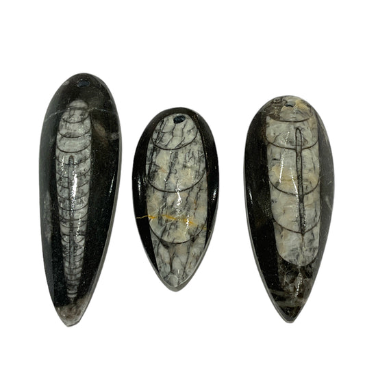 Single fossilized orthoceras pendant