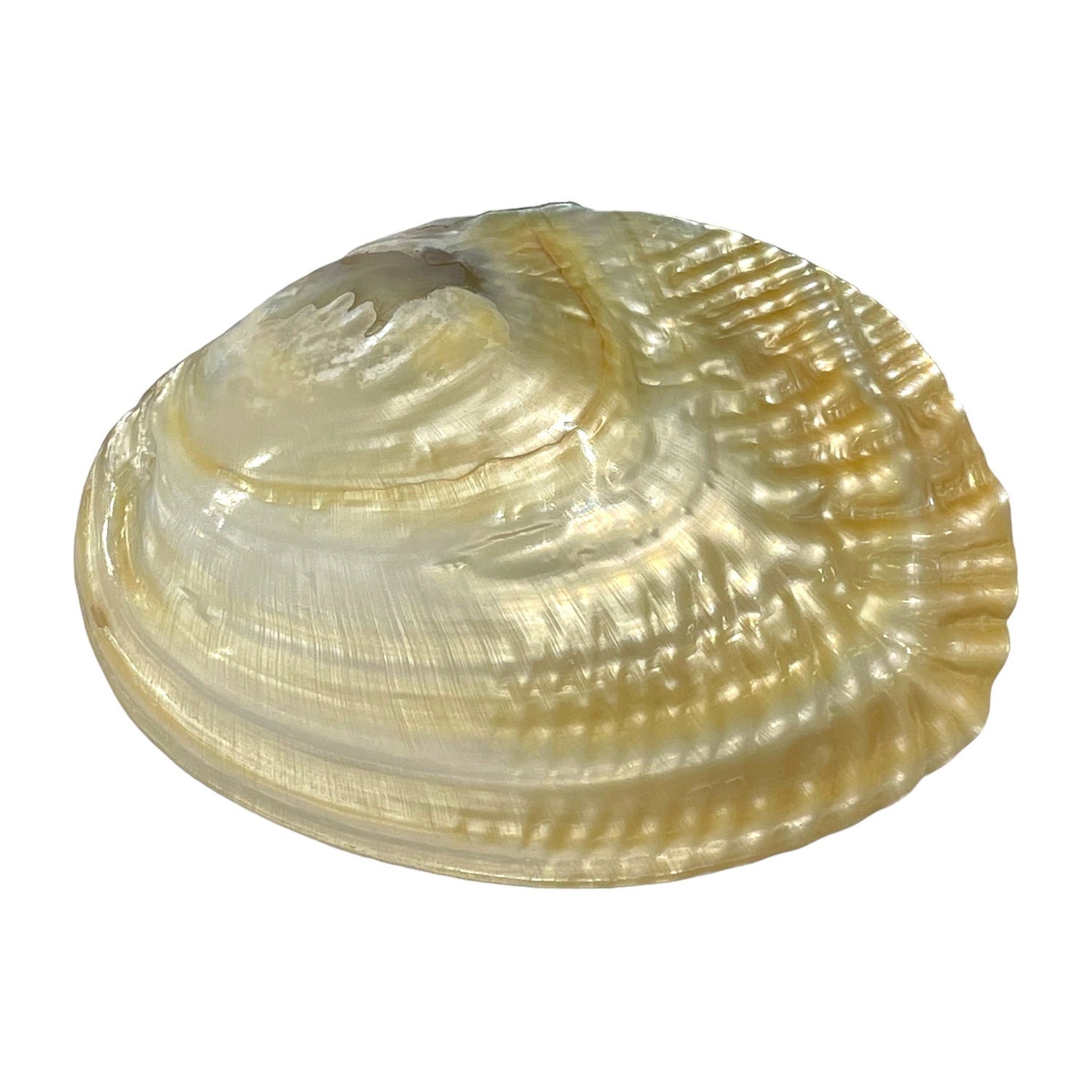 Coquille d'huitre perlière - Foliesbijoux