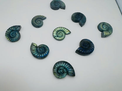 Pendentif percé plat ammonite 4,5 x 3,5 cm percé sur le coté