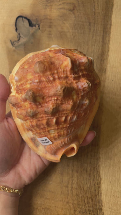 Coquillage Cassis rufa de Madagascar claire 14x8x9 cm (symbole de fertilité, abondance & sérénité)