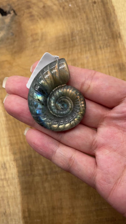 Pendentif percé plat ammonite 4,5 x 3,5 cm percé sur le coté