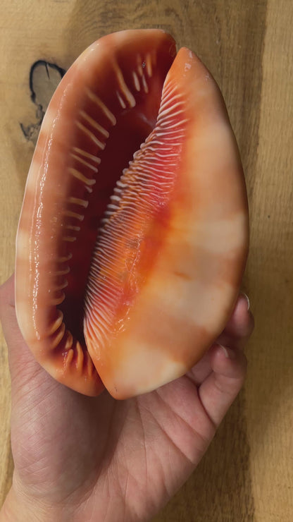 Coquillage Cassis rufa de Madagascar foncé 14x8x9 cm (symbole de fertilité, abondance & sérénité)